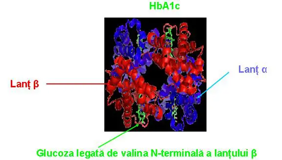 Hemoglobina glicata (Hb A1c ) - Synevo
