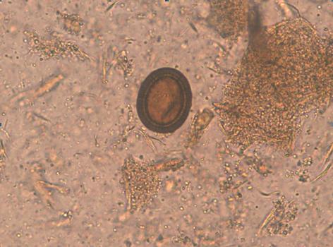 Tratarea treptată a viermilor la copii - Unutrasnji paraziti kod macaka