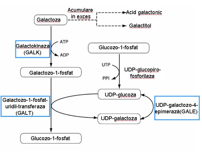 Galactozemie - mutații GALT - Synevo