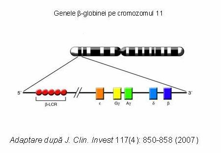 Beta-talasemie-testare genetica (HBB) - Synevo