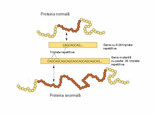 Coreea Huntington - testare genetică - Synevo
