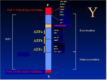 Microdeleții braț lung cromozom Y (AZFa, AZFb, AZFc) - Synevo