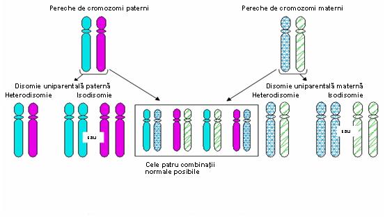 Ce inseamna absenta cromozomului y