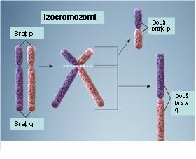 Câți cromozomi are un om