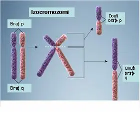 Analiza cromozomială în sânge (cariotip constituțional) - Synevo