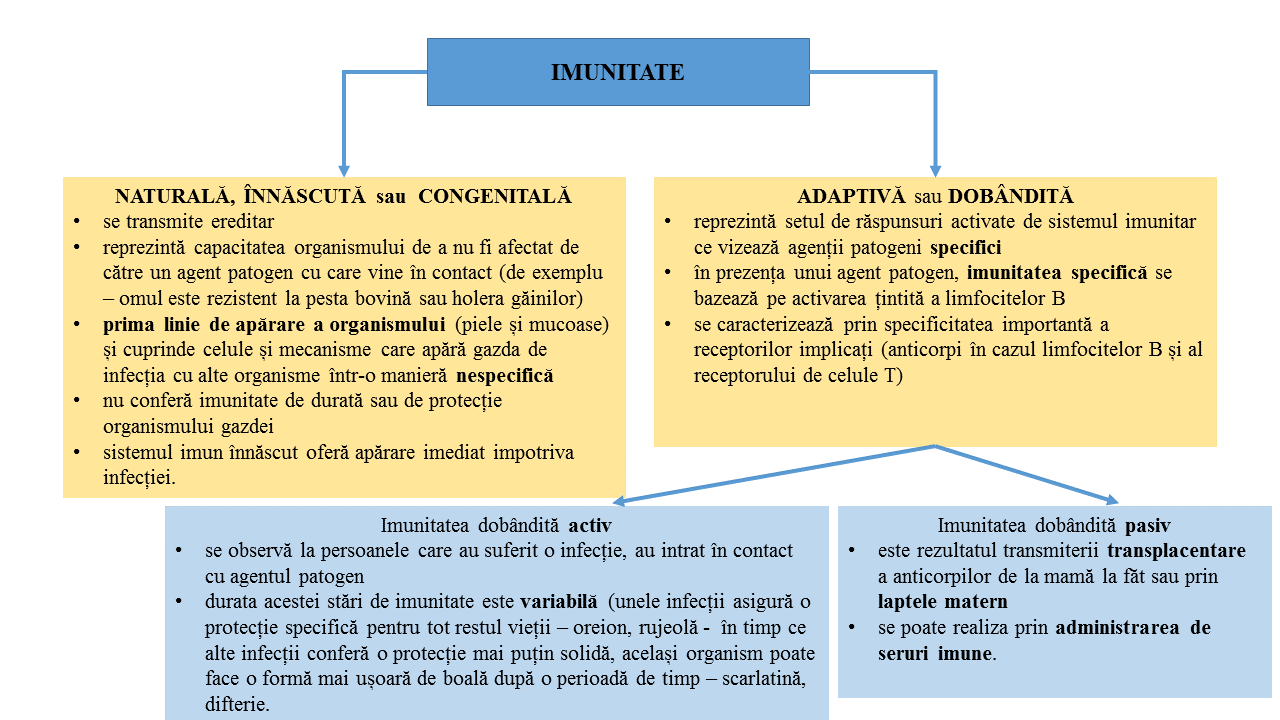 Imunitatea și COVID-19 - Synevo